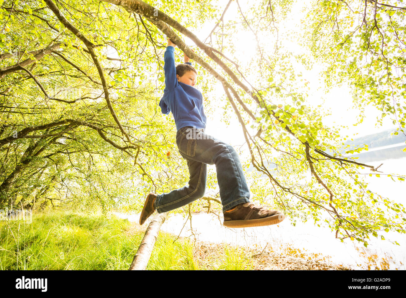 Ragazzo (6-7) appesi sul ramo Foto Stock