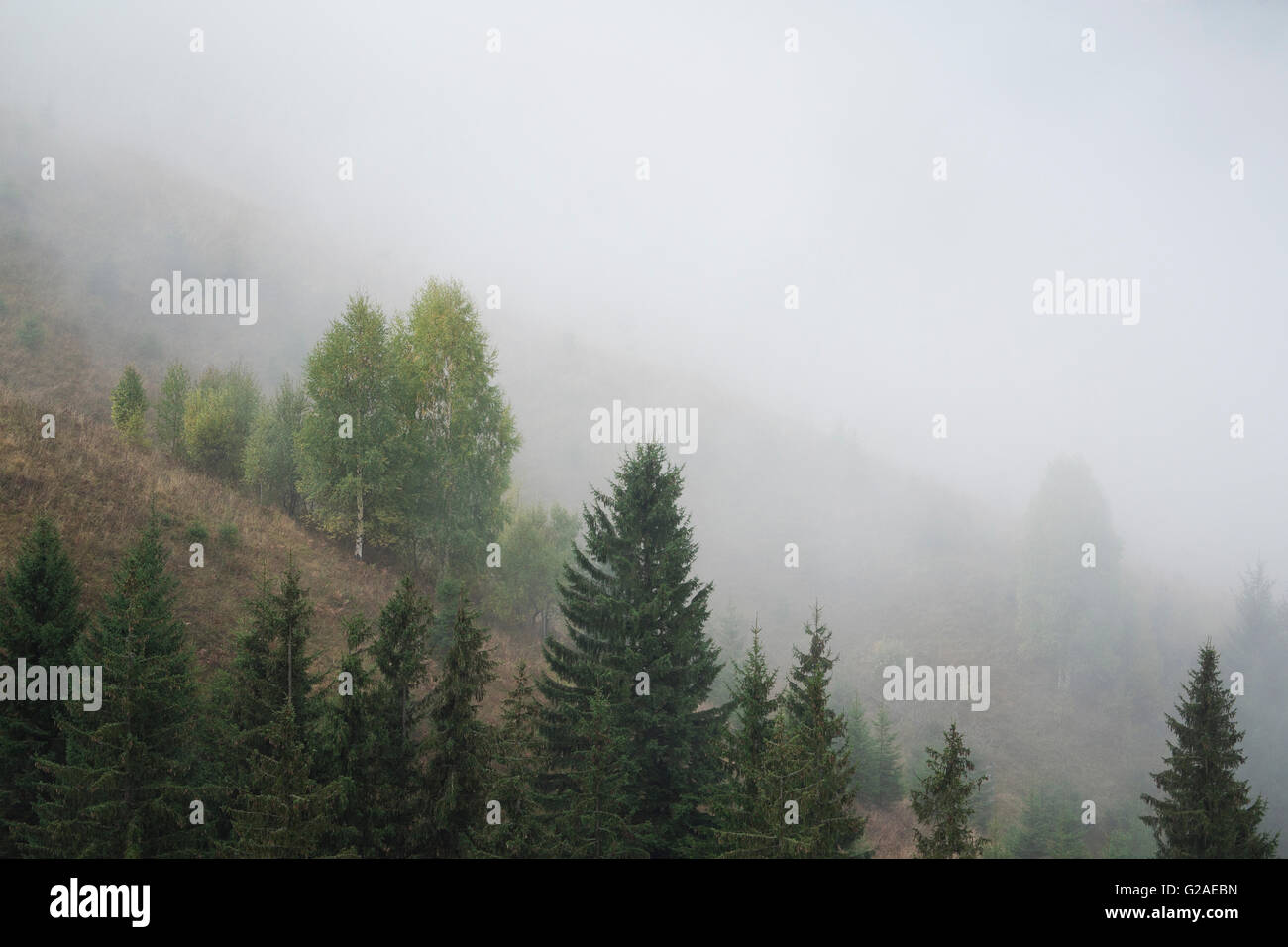 Paesaggio con la foresta nella nebbia Foto Stock