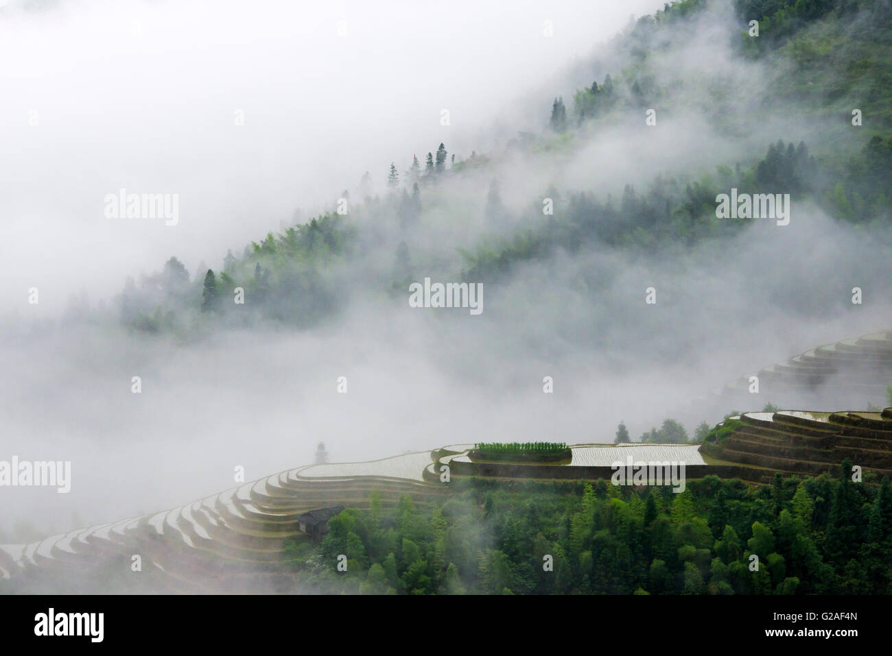 Terrazze di riso nella nebbia di mattina in montagna, Longsheng, provincia di Guangxi, Cina Foto Stock