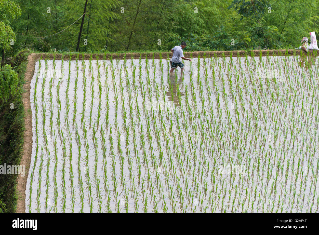 Agricoltore concimazione sulla terrazza del riso in montagna, Longsheng, provincia di Guangxi, Cina Foto Stock