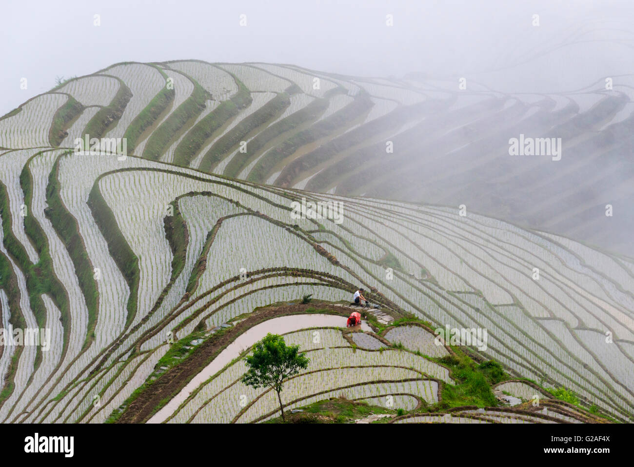 Gli agricoltori che lavorano su acqua riempito terrazze di riso nella nebbia di mattina in montagna, Longsheng, provincia di Guangxi, Cina Foto Stock