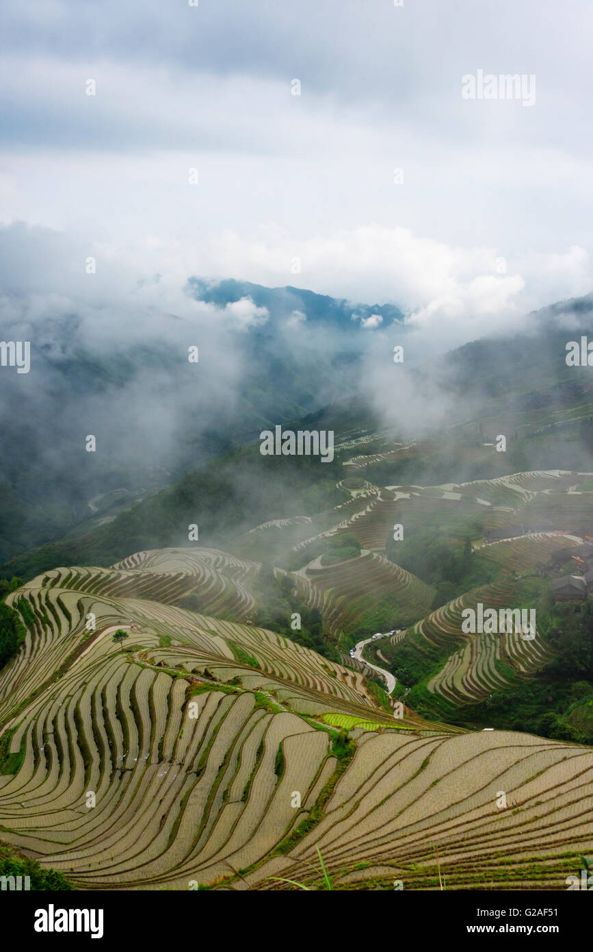 Riempito di acqua terrazze di riso nella nebbia di mattina in montagna, Longsheng, provincia di Guangxi, Cina Foto Stock
