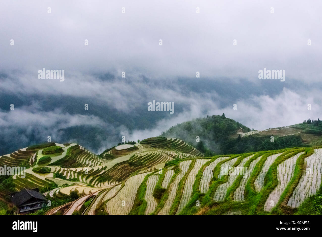 Riempito di acqua terrazze di riso nella nebbia di mattina in montagna, Longsheng, provincia di Guangxi, Cina Foto Stock
