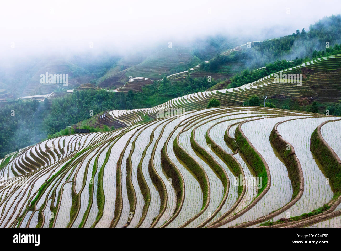 Riempito di acqua terrazze di riso nella nebbia di mattina in montagna, provincia di Guangxi, Cina Foto Stock