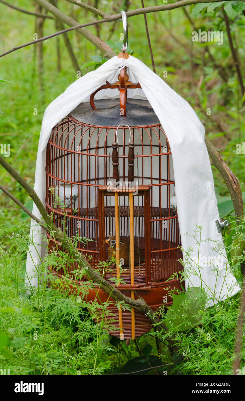 Bird Cage, provincia di Guangxi, Cina Foto Stock