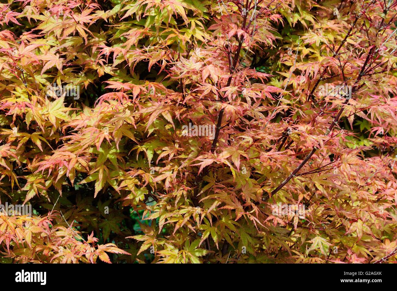 Foglie di Acer palmatum tree Beni Tsukasa in primavera Foto Stock