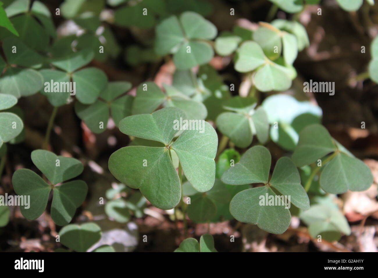 Trifoglio selvatico closeup Foto Stock