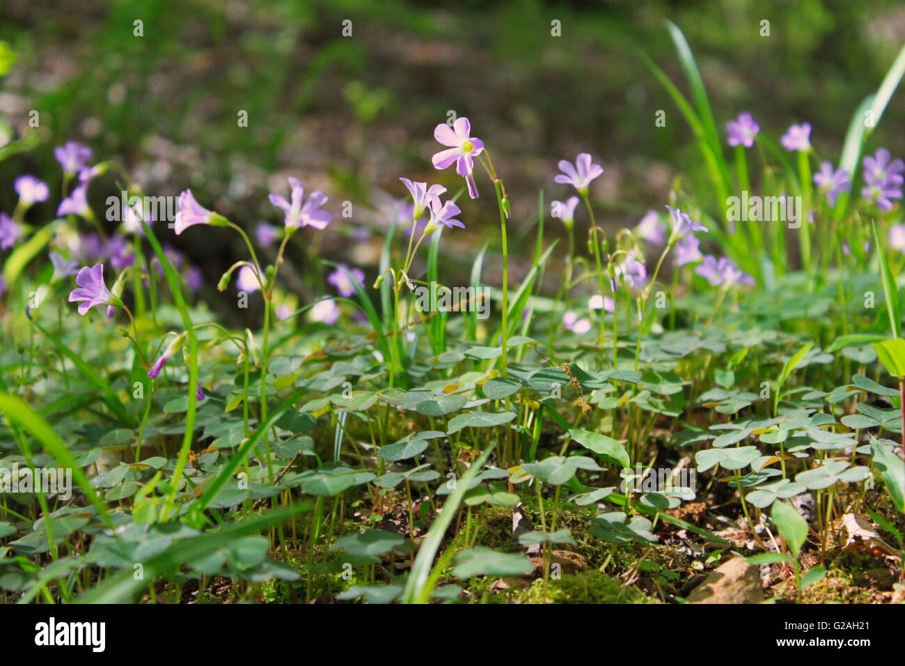 Fiori e trifoglio Foto Stock