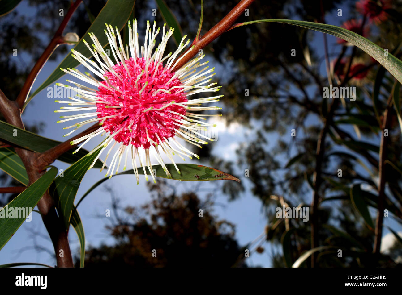 Ricci di mare hakea (Hakea petiolaris) fioritura in inverno, Perth, Western Australia Foto Stock