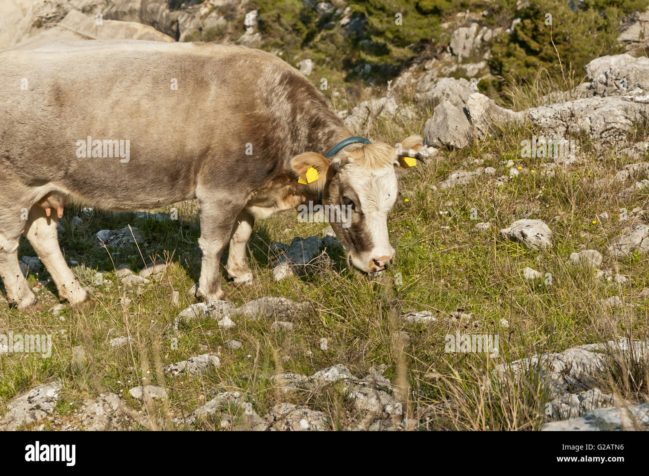 Il manzo proveniente da bovini allevati naturalmente grazind vitello sul pendio della collina della Dalmazia Foto Stock