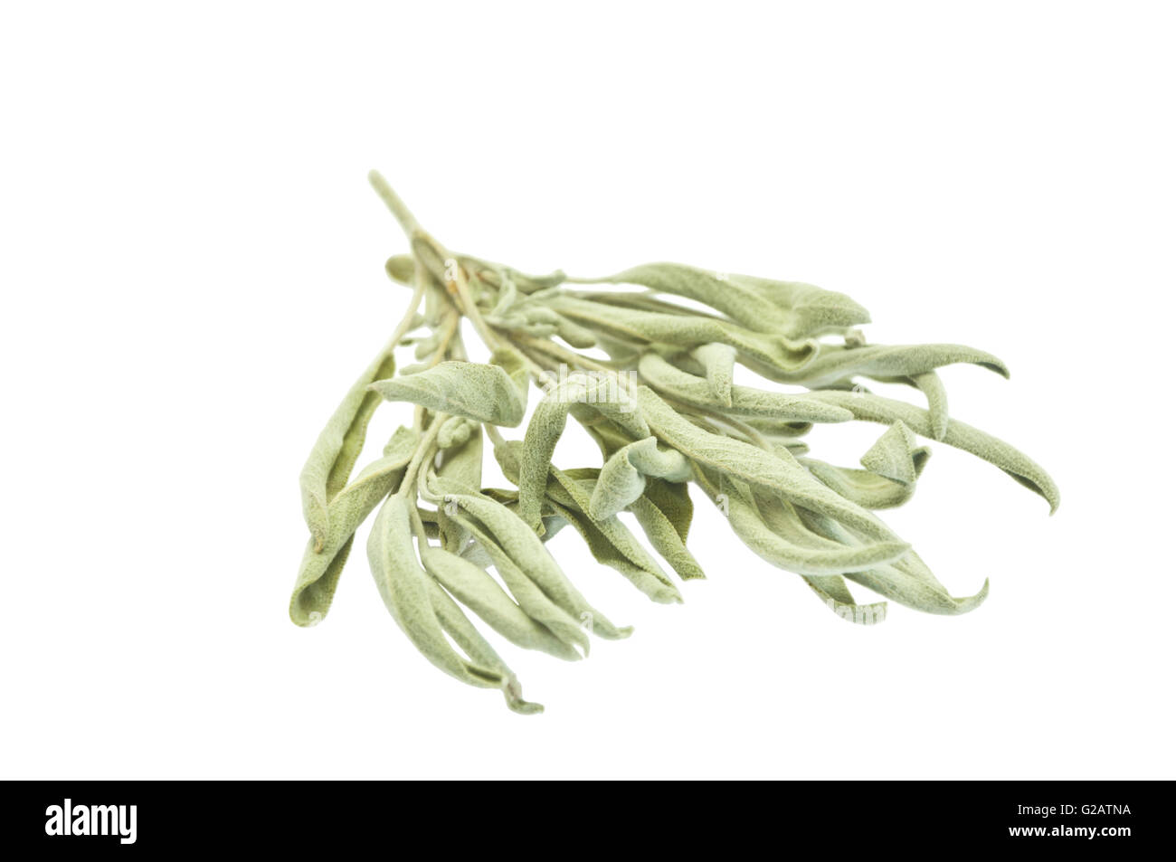 Le foglie essiccate di Salvia dalmata su bianco Foto Stock