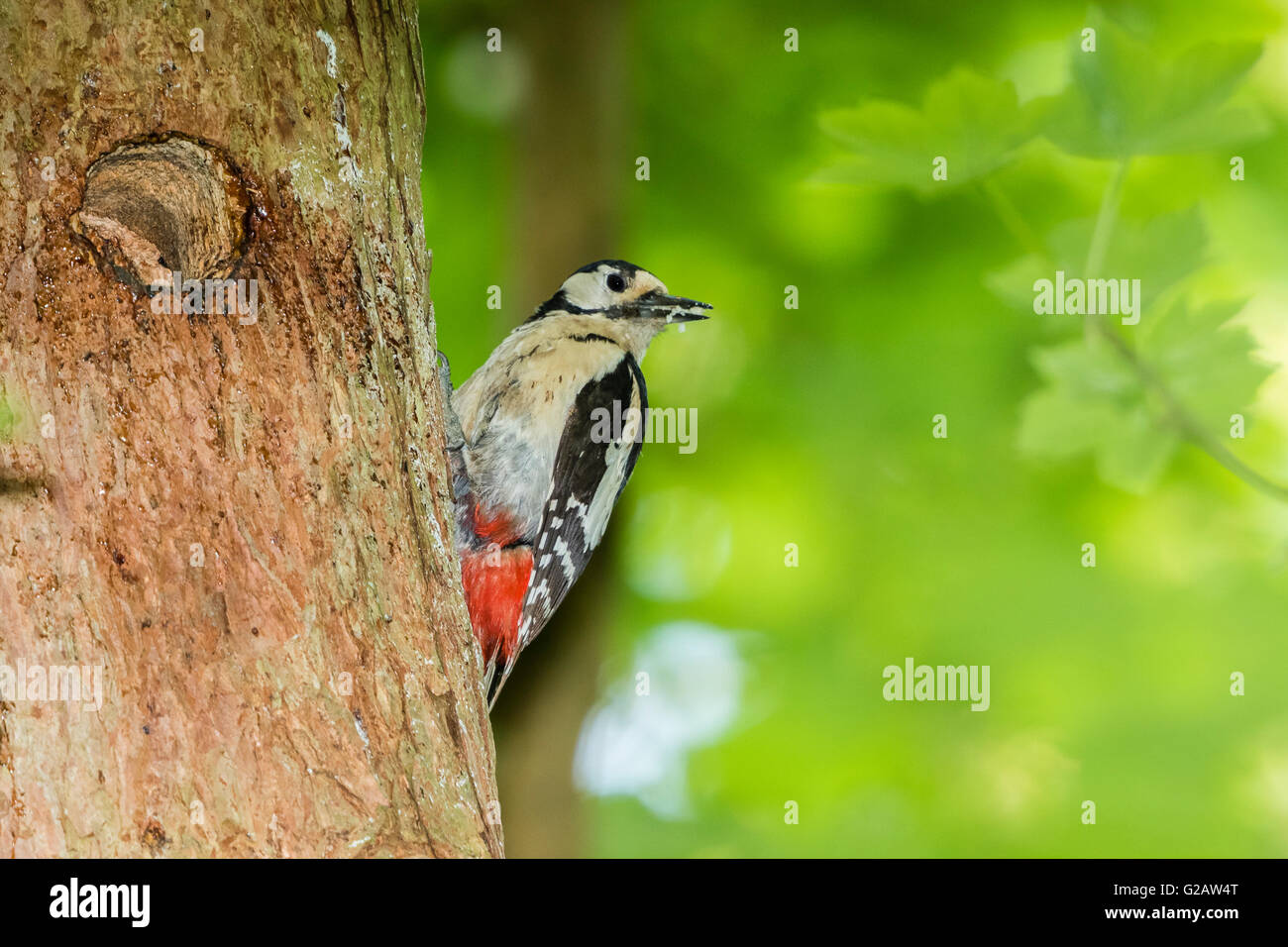 Un picchio rosso maggiore è la alimentazione di pulcini nel nido che ha fatto nel tronco di un albero di pino. Foto Stock