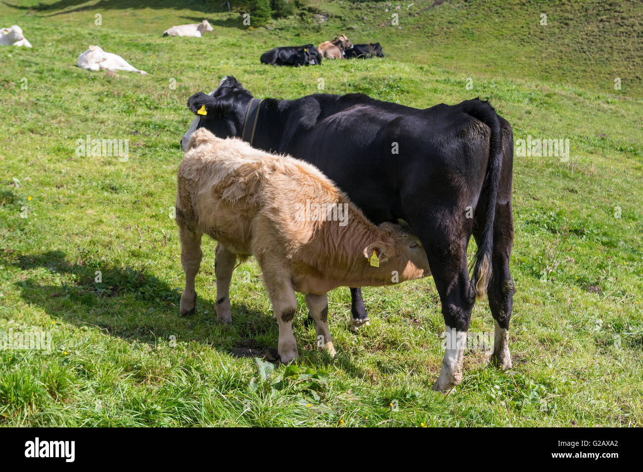 Rosolare vitello lattante e mucca nera su un pascolo di montagna in Svizzera. Foto Stock