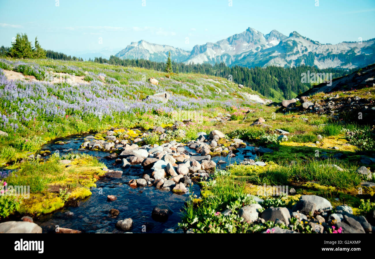 Piccola insenatura vista in Mt Rainier Park Foto Stock