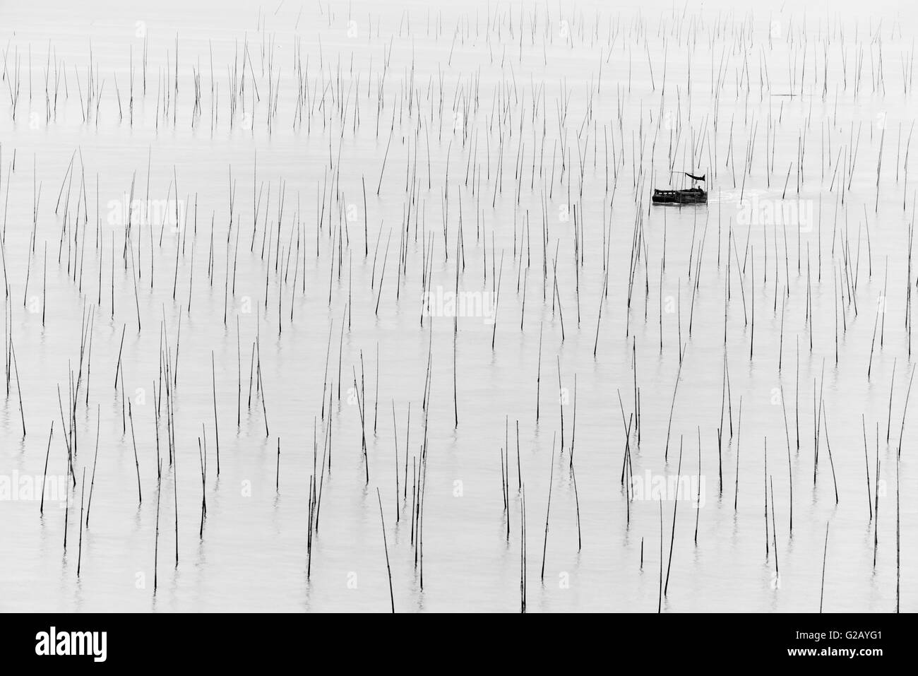 La pesca in barca passando per poli di bambù di alga marina agriturismo, costa del Mar della Cina orientale, Xiapu, provincia del Fujian, Cina Foto Stock