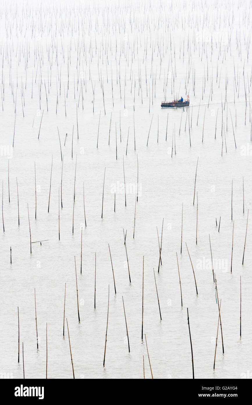 La pesca in barca passando per poli di bambù di alga marina agriturismo, costa del Mar della Cina orientale, Xiapu, provincia del Fujian, Cina Foto Stock