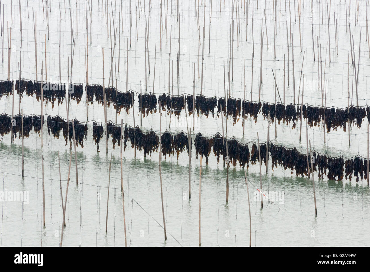 Asciugando le alghe sui poli di bambù nella fattoria di alghe marine, costa del Mar della Cina orientale, Xiapu, provincia del Fujian, Cina Foto Stock