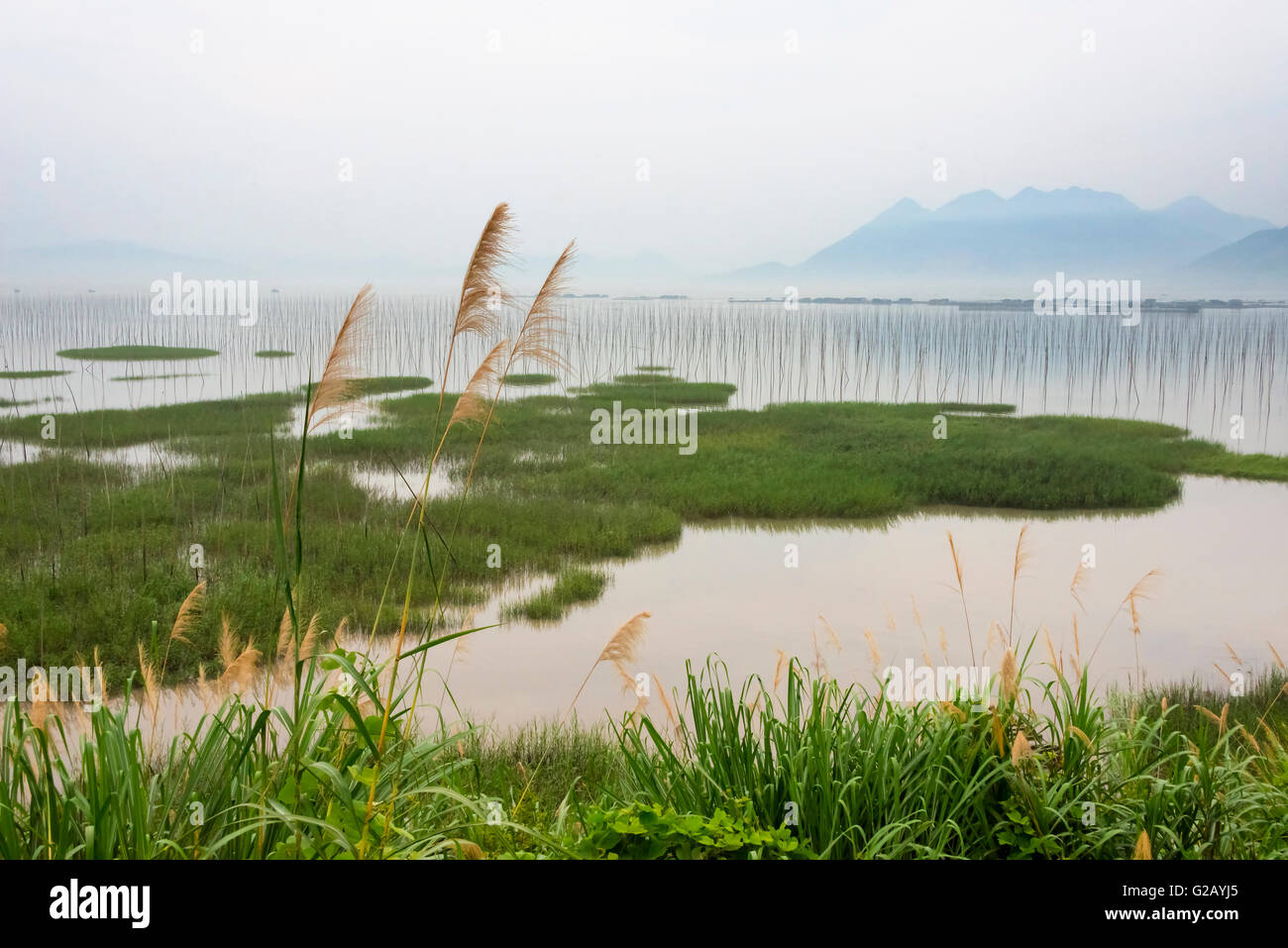 Poli di bambù di fattoria di alghe marine lungo la costa del Mar della Cina orientale, Xiapu, provincia del Fujian, Cina Foto Stock