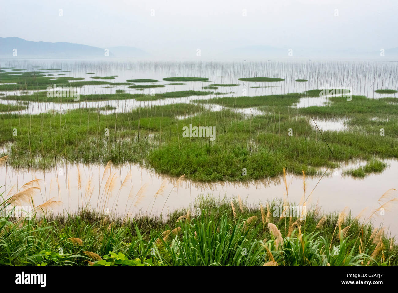 Poli di bambù di fattoria di alghe marine lungo la costa del Mar della Cina orientale, Xiapu, provincia del Fujian, Cina Foto Stock