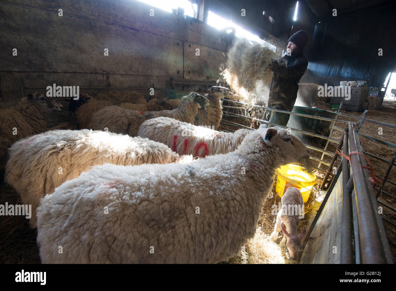 Gli ovini e i loro agnelli essendo alimentato da un agricoltore, all'interno di un fienile in una fattoria nel Derbyshire England Regno Unito Foto Stock