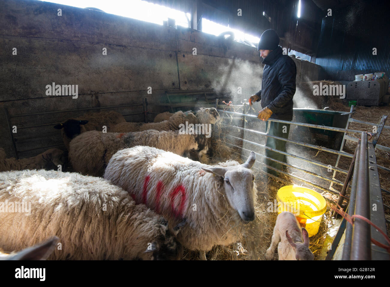 Gli ovini e i loro agnelli essendo alimentato da un agricoltore, all'interno di un fienile in una fattoria nel Derbyshire England Regno Unito Foto Stock