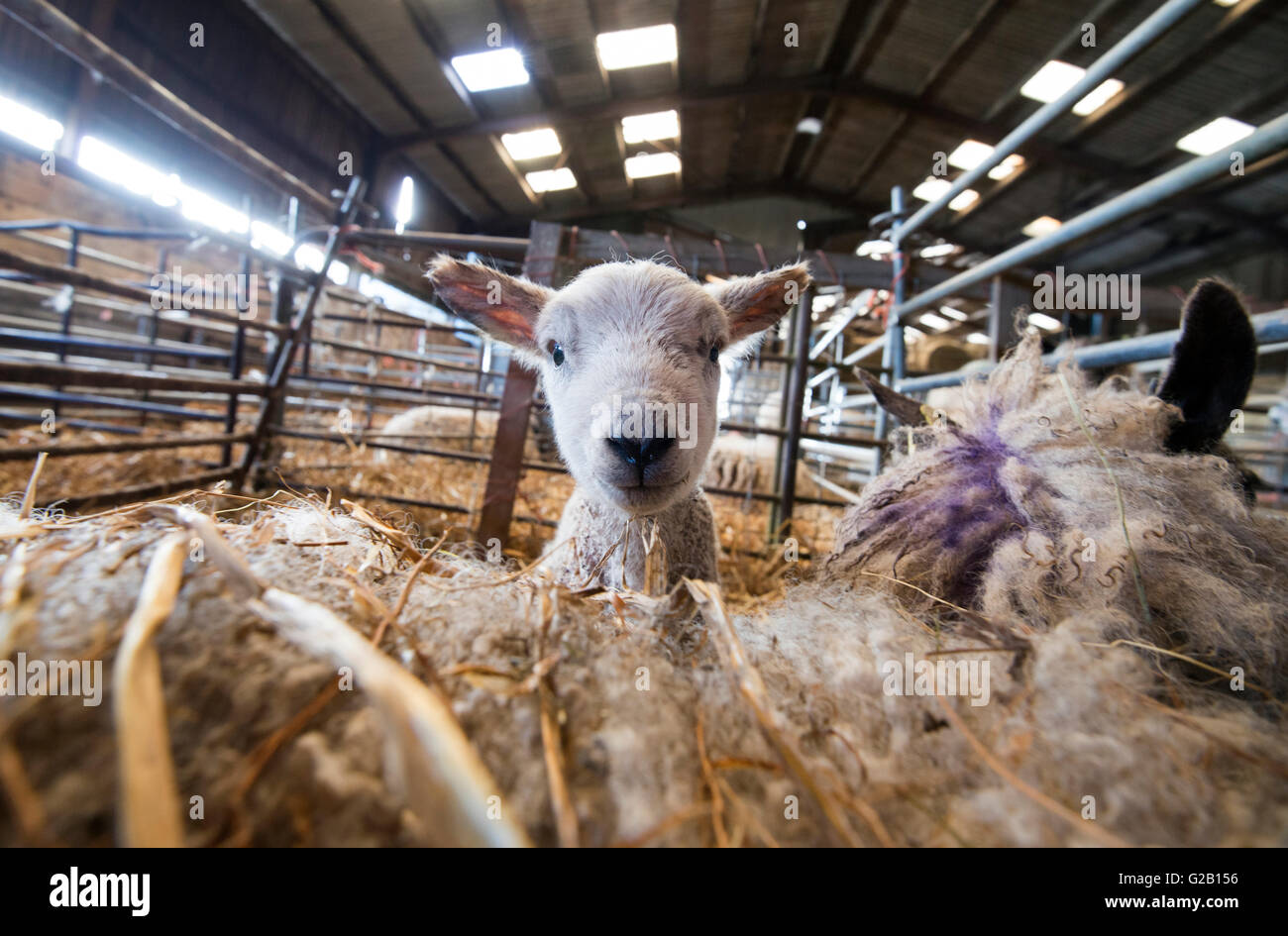 Una pecora con il suo neonato agnello, all'interno di un fienile in una fattoria nel Derbyshire, England Regno Unito Foto Stock