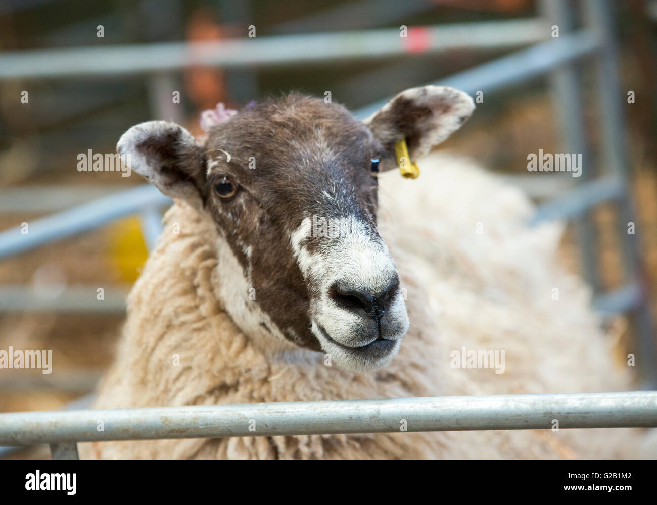 Ovini all'interno di un fienile in una fattoria nel Derbyshire, England Regno Unito Foto Stock