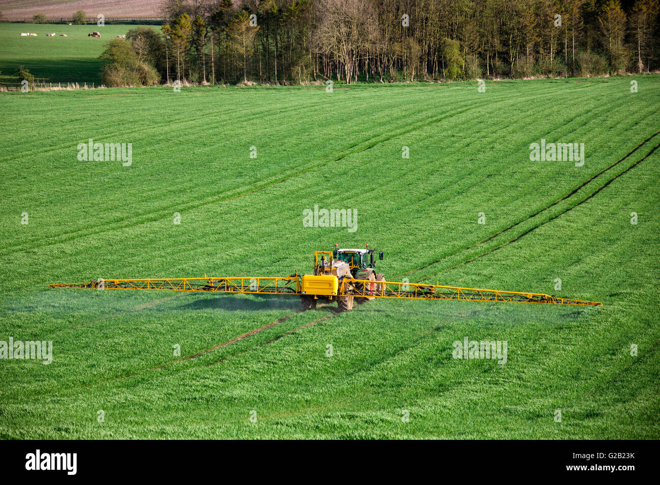 Agricoltura - spruzzatura di concime sul grano raccolto - North Yorkshire - Inghilterra. Foto Stock