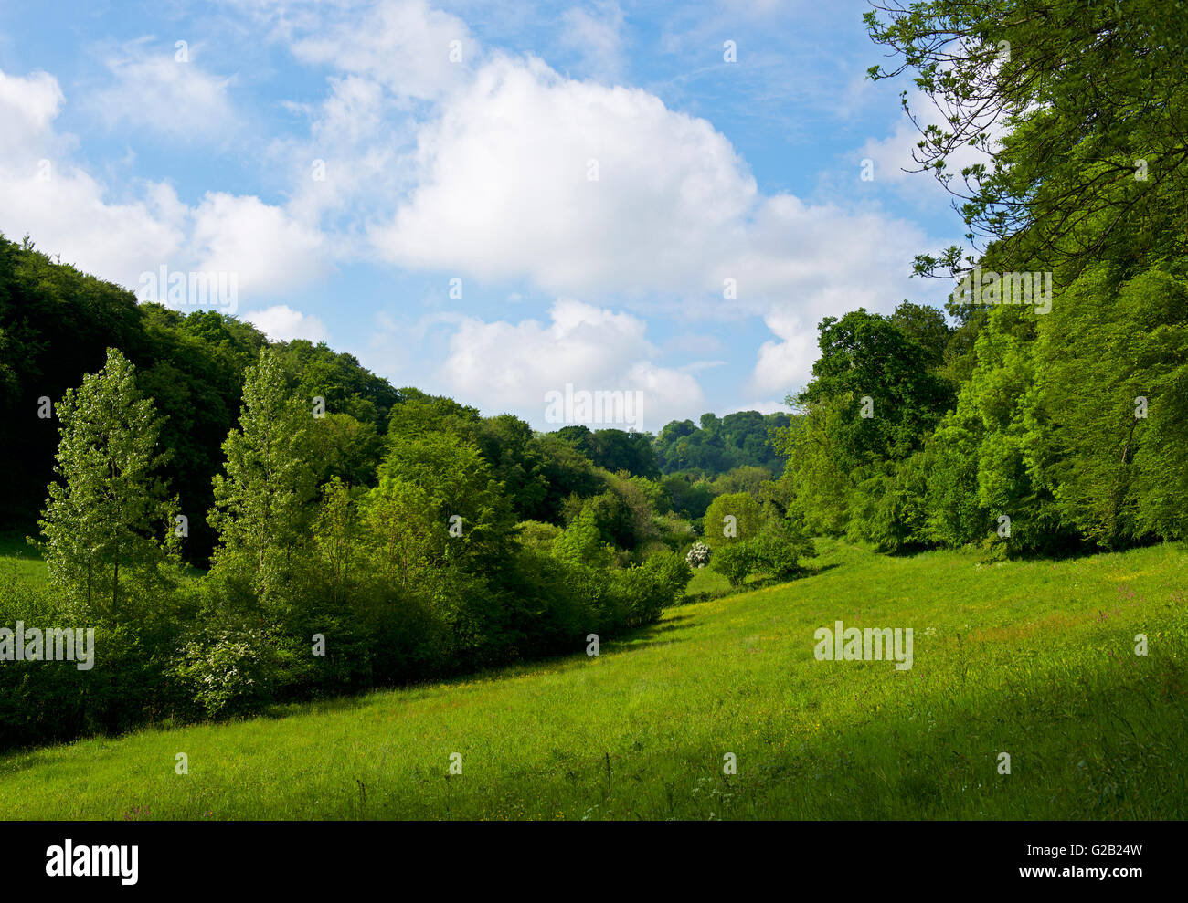 Prato e bosco nei pressi del villaggio di Selborne, Hampshire, Inghilterra, Regno Unito Foto Stock