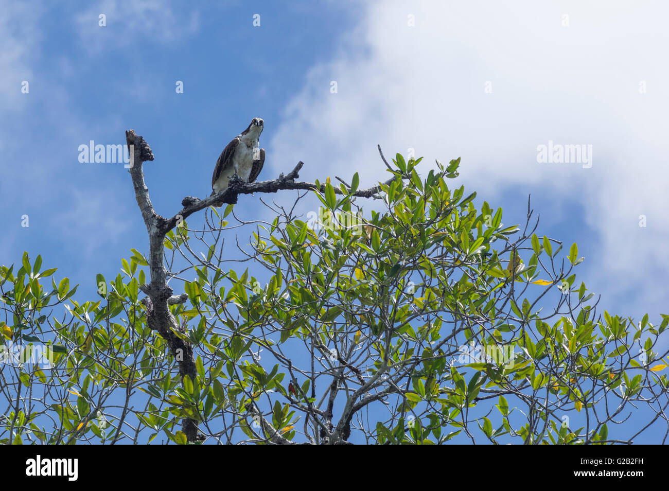 Osprey in Costa Rica Foto Stock