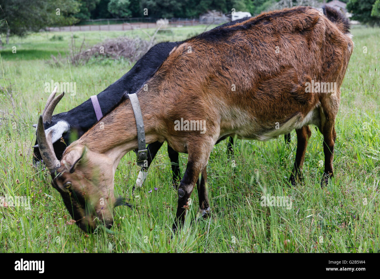 Capre di mangiare l'erba Foto Stock