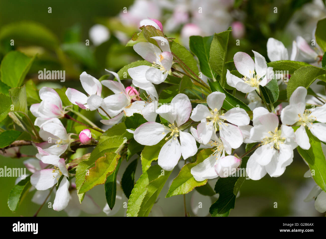 I fiori bianchi primaverili del granchio ornamentali melo, Malus 'Comtesse de Paris' Foto Stock