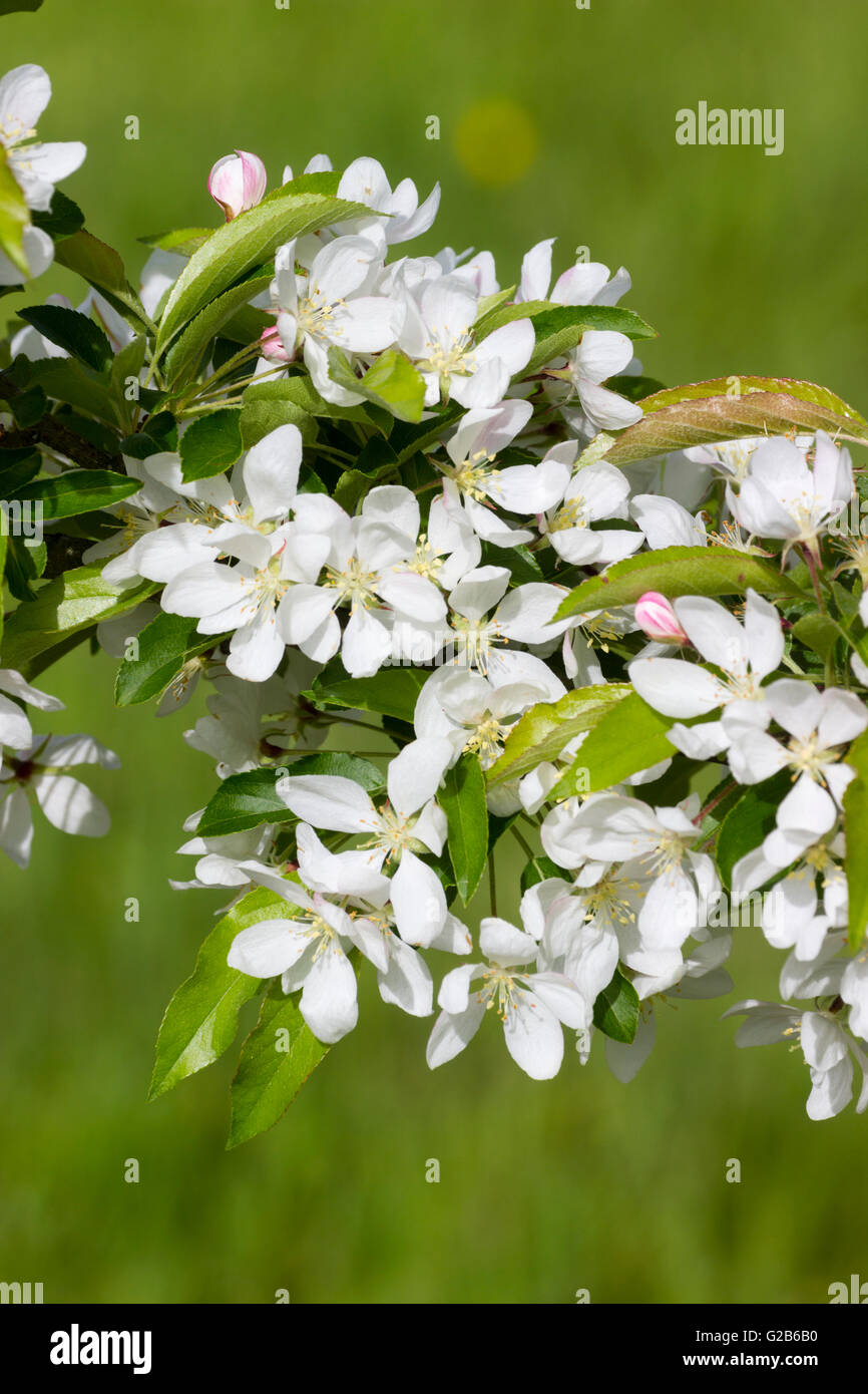 I fiori bianchi primaverili del granchio ornamentali melo, Malus 'Comtesse de Paris' Foto Stock
