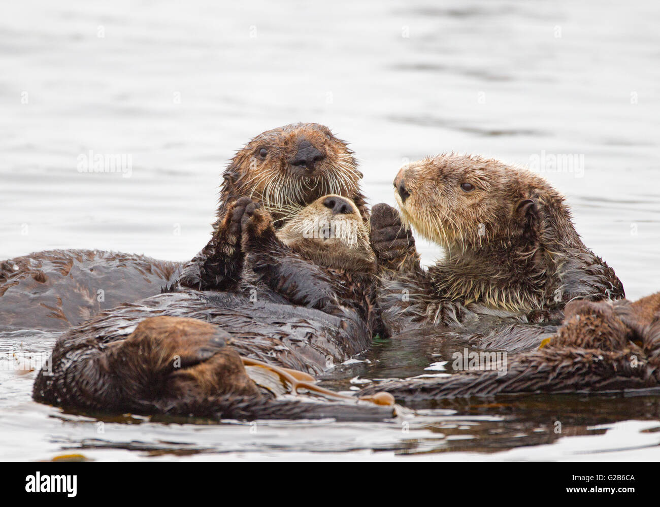 Tre lontre marine vicine Foto Stock