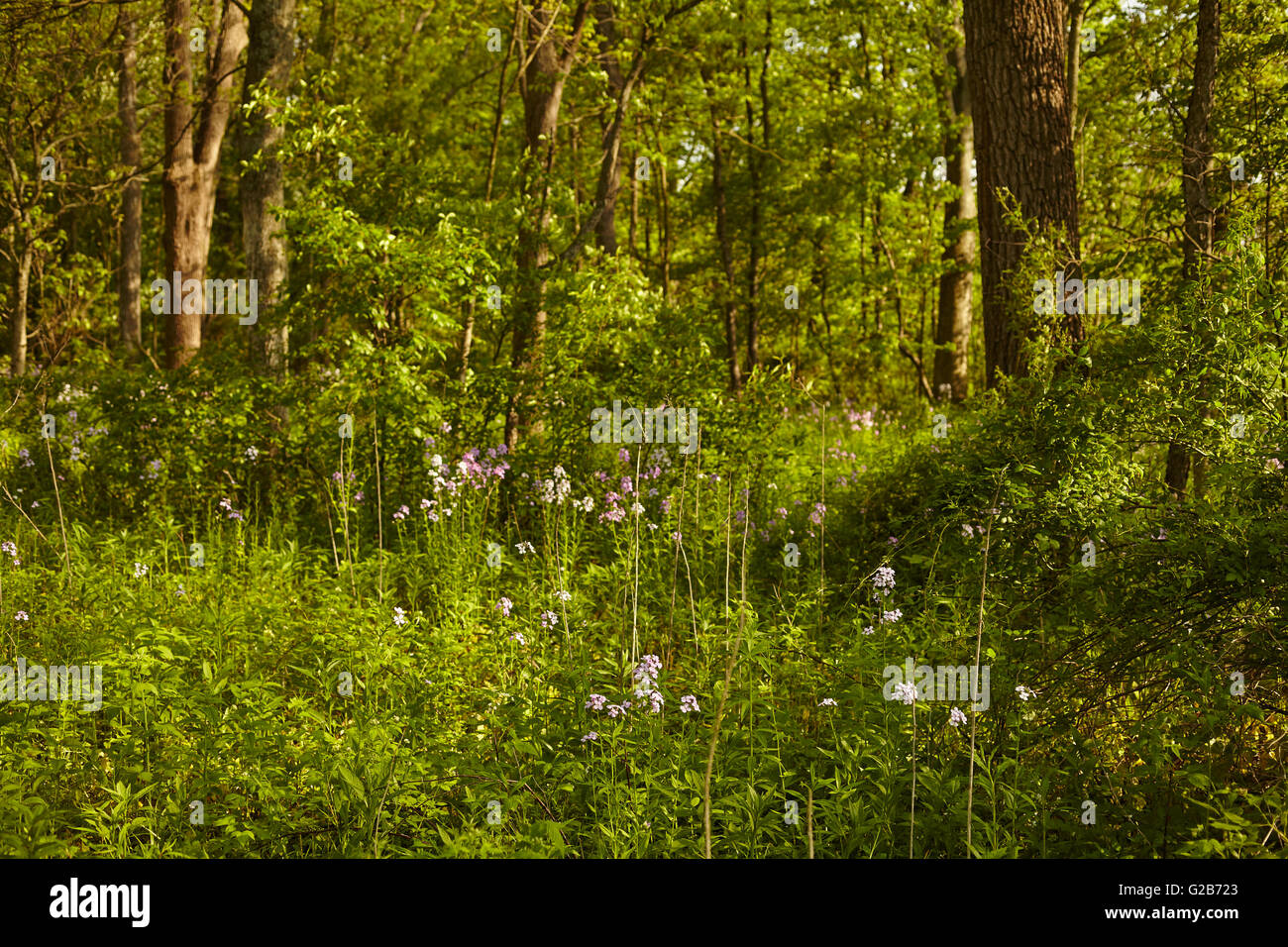 Mid-Atlantic foresta in primavera, Holtwood, Lancaster County, Pennsylvania, STATI UNITI D'AMERICA Foto Stock