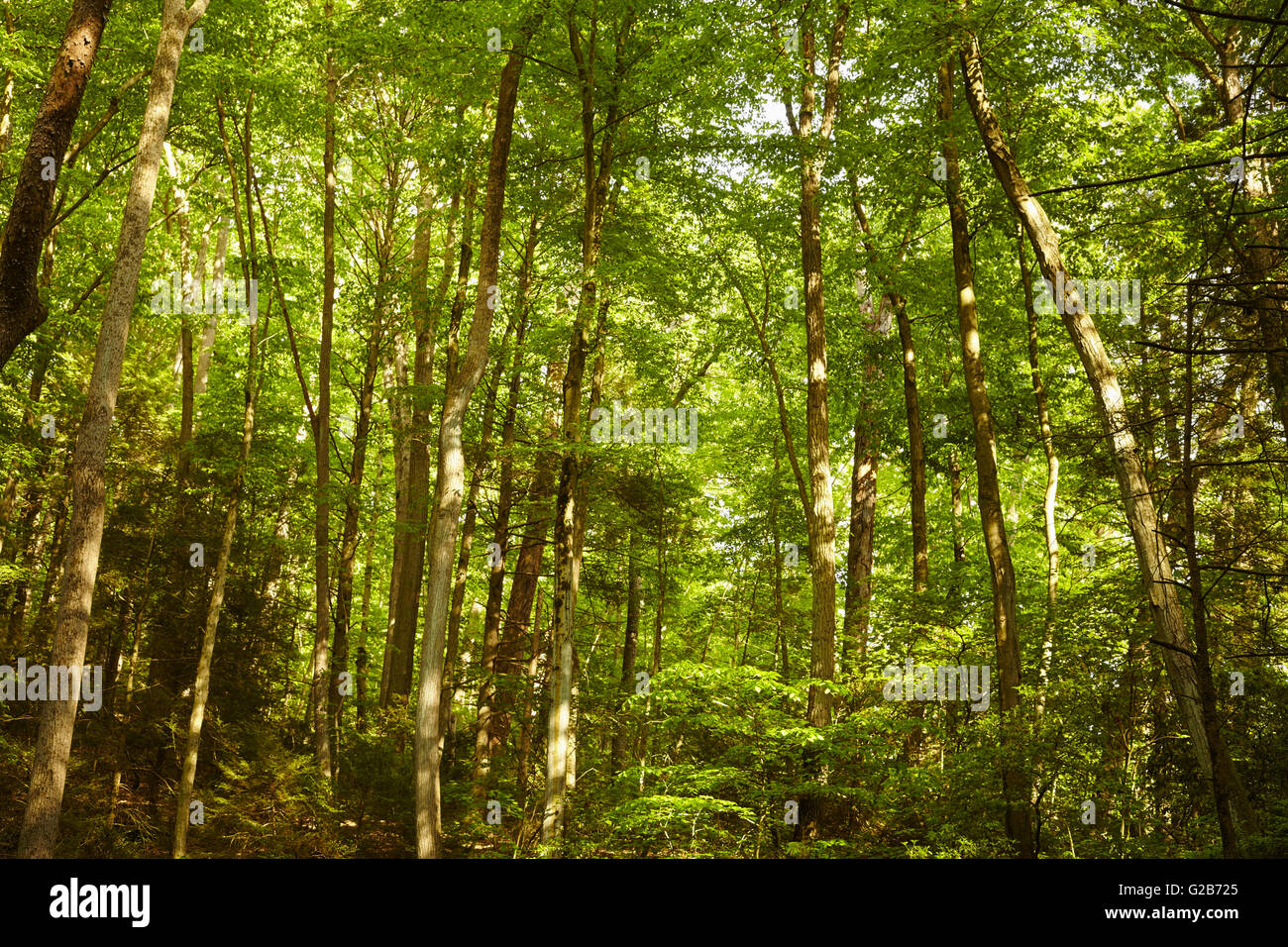 Mid-Atlantic foresta in primavera, Holtwood, Lancaster County, Pennsylvania, STATI UNITI D'AMERICA Foto Stock