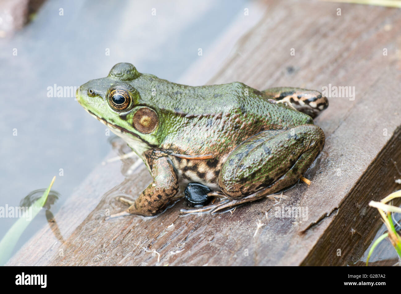 Bullfrog macro closeup in un stagno all'inizio dell'estate. Foto Stock
