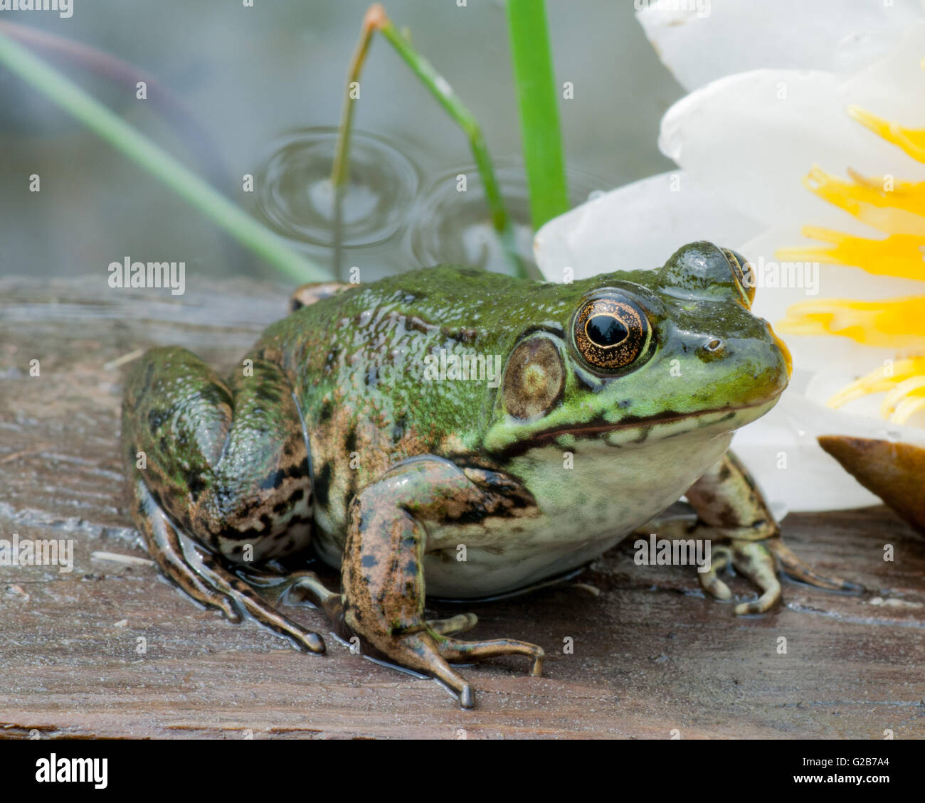 Bullfrog macro closeup in un stagno all'inizio dell'estate. Foto Stock