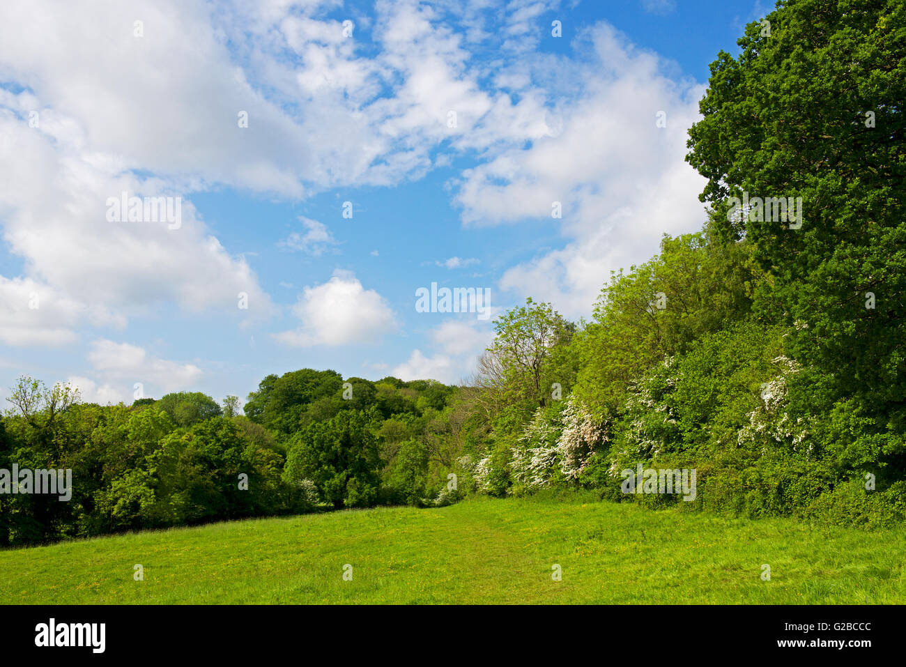 Prato e bosco nei pressi del villaggio di Selborne, Hampshire, Inghilterra, Regno Unito Foto Stock