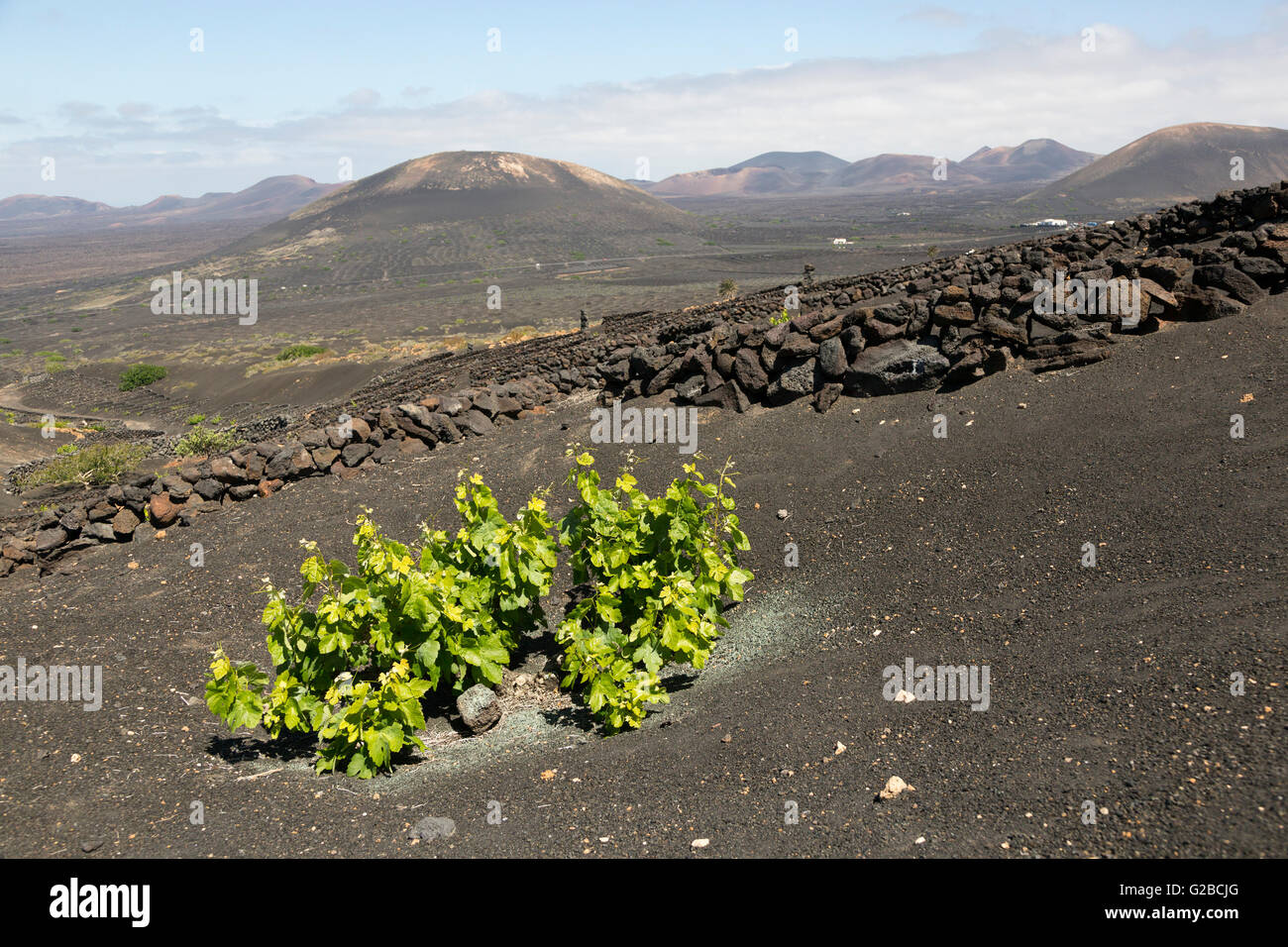 Viticoltura su nero suolo vulcanico, La Geria, Lanzarote, Isole Canarie, Spagna Foto Stock