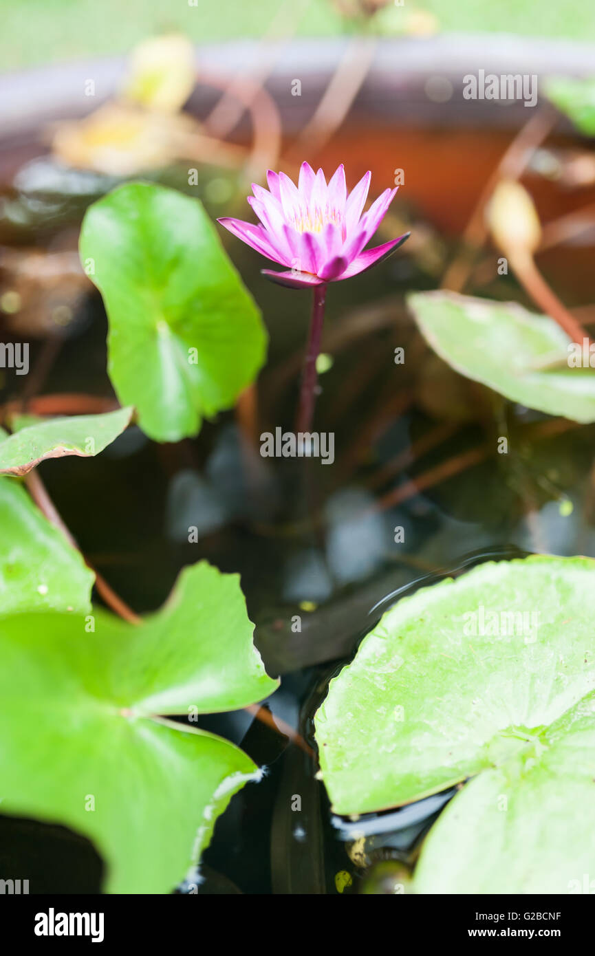 Lotus in natura piscina nella luce del sole . Foto Stock