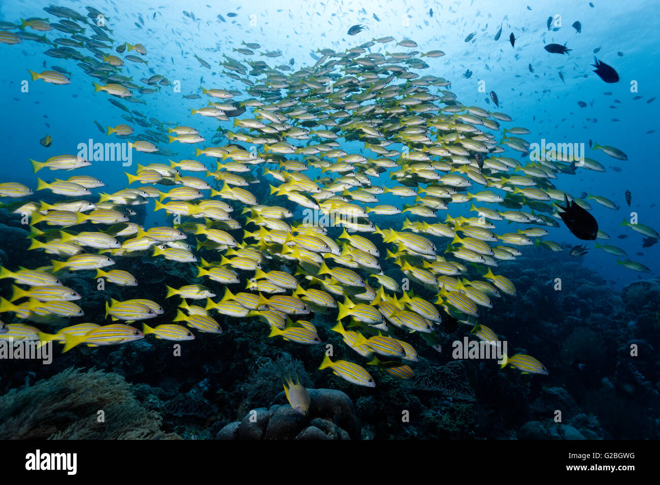Big Fish Lutiano blu (Lutjanus kasmira) sulla barriera corallina, della Grande Barriera Corallina, Queensland, Cairns, Oceano Pacifico, Australia Foto Stock