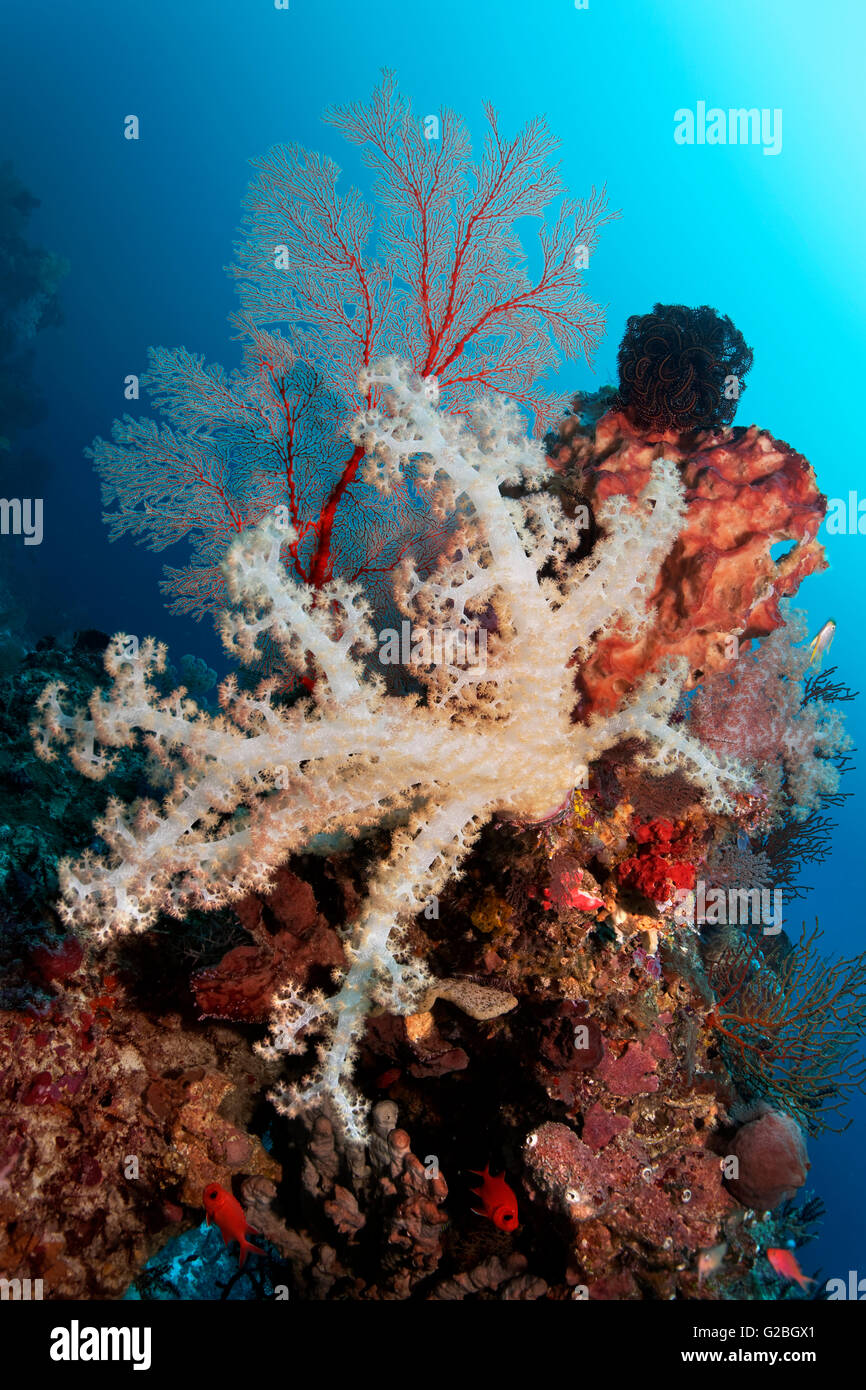 Coral reef con diversi coralli molli (Dendronenephthya sp.), spugne (Poriferi), stelle piuma (Crinoidea) e gorgonie Foto Stock