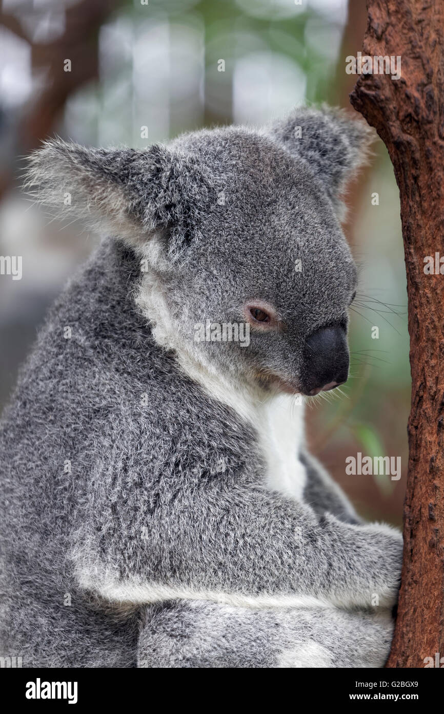 Koala (Phascolarctos cinereus) seduto sul ramo di albero in albero, Brisbane, Queensland, Australia Foto Stock