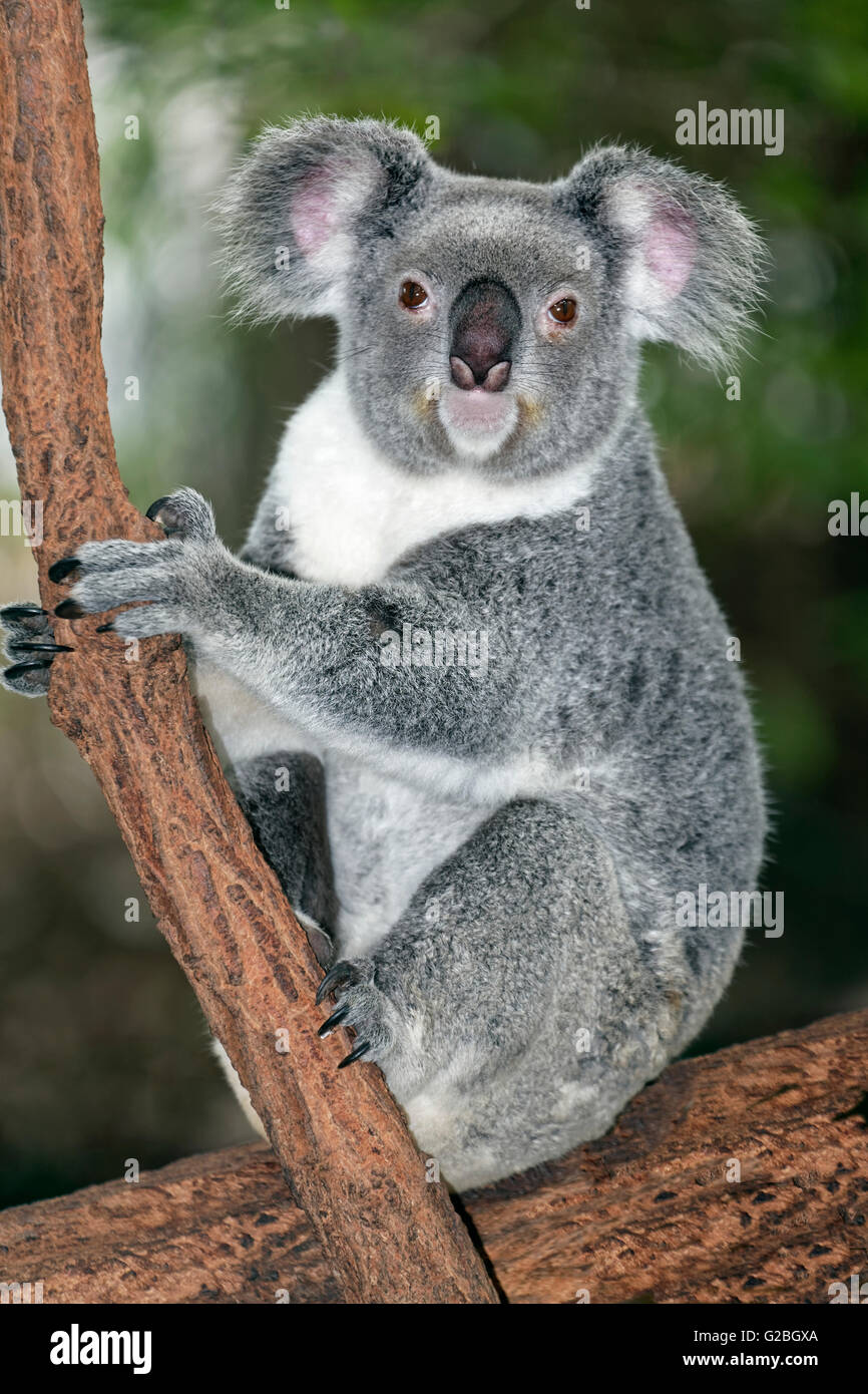 Koala (Phascolarctos cinereus) seduto sul ramo di albero in albero, Brisbane, Queensland, Australia Foto Stock