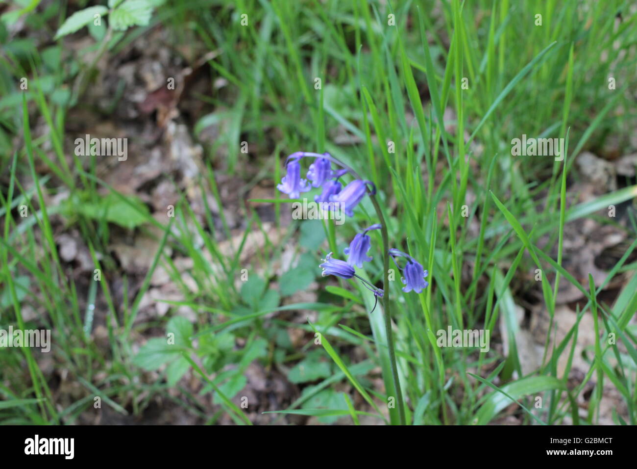 Wild bluebell nei boschi Foto Stock