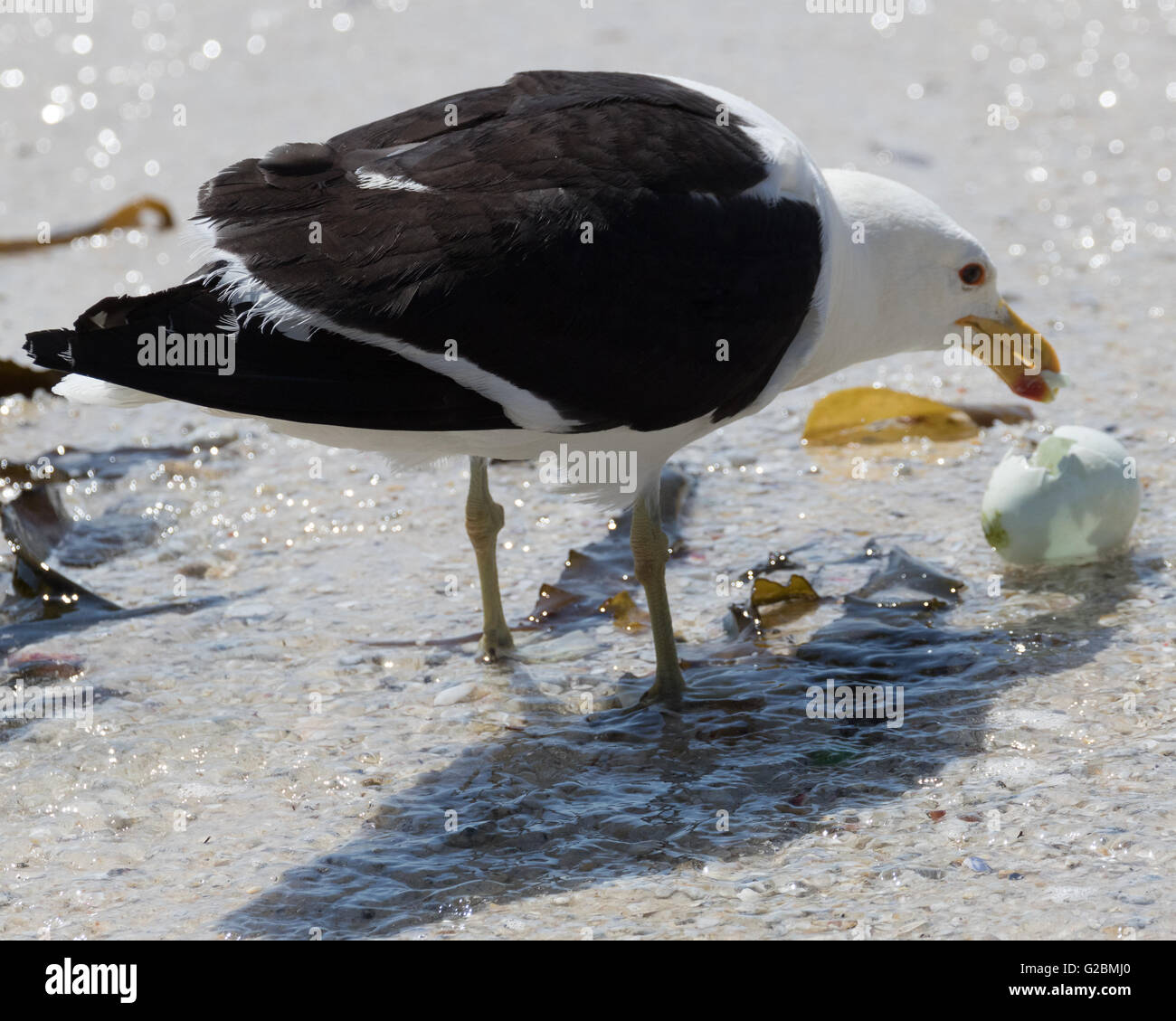 Il gabbiano del capo (larus dominicanus vetula), alimentazione su un furto di uovo di pinguino Foto Stock