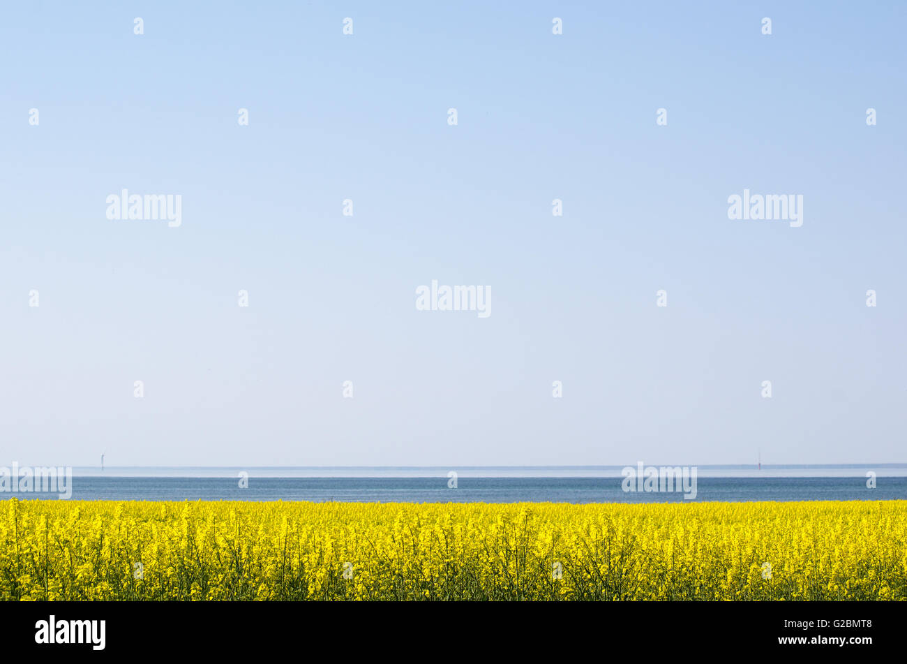 Colorate vista rurale con un giallo canola field in riva al mare Foto Stock