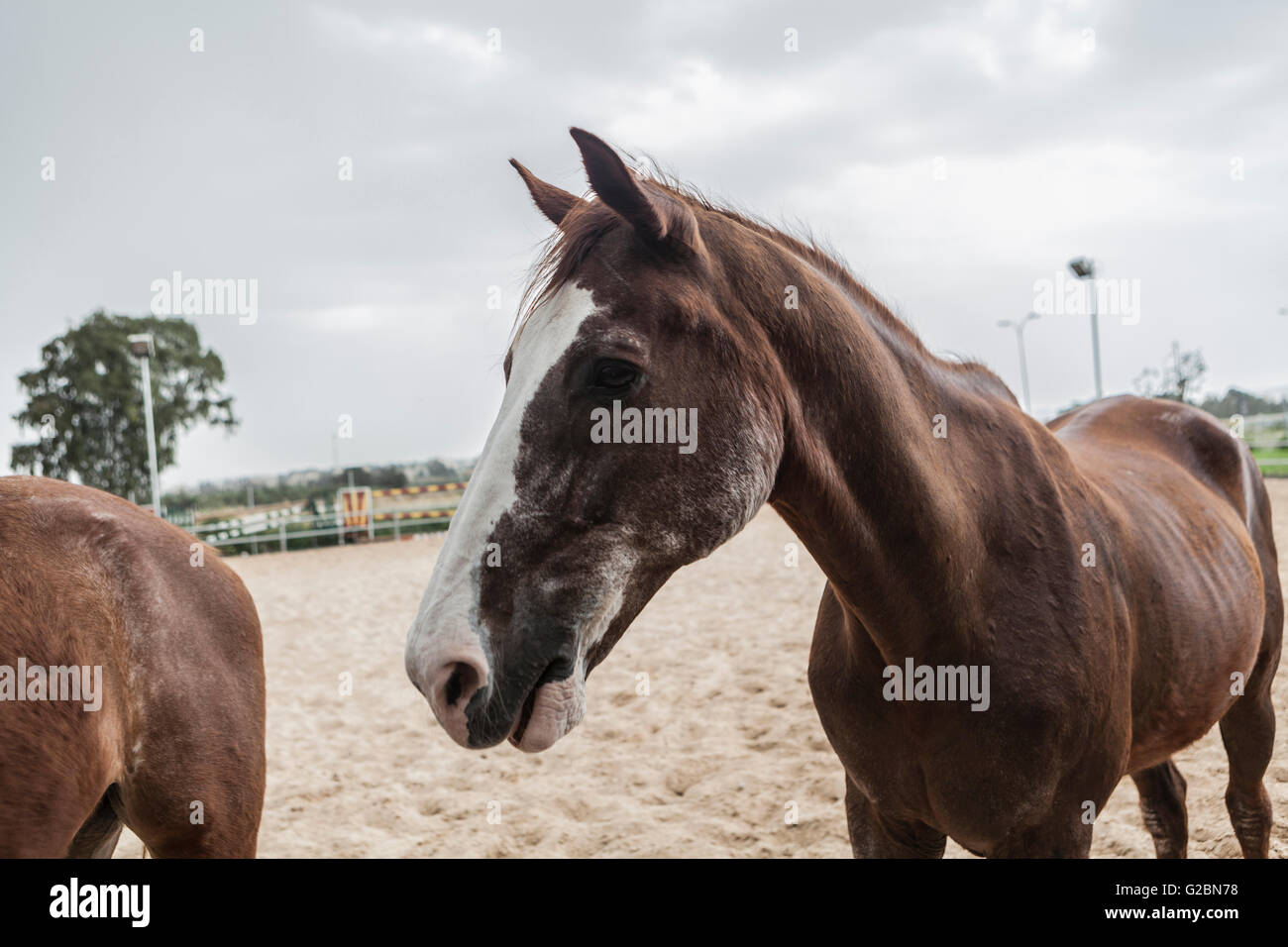 Molto fotogenica e cordiale brown cavallo bellissimo Foto Stock
