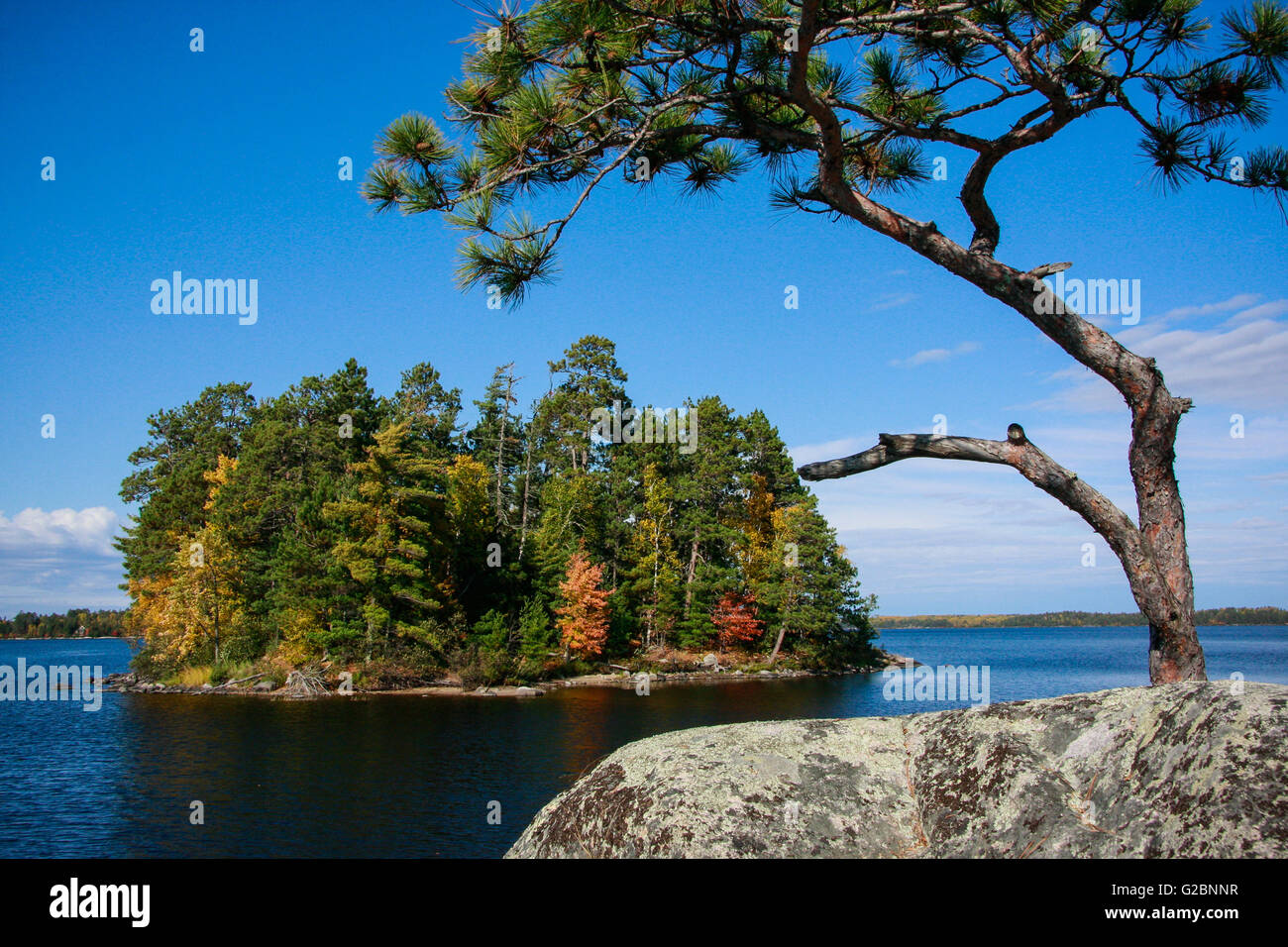 Un recedono pino bianco telai ad albero di un'altra isola sul lago Namakan, Parco nazionale Voyageurs, Minnesota, Stati Uniti d'America Foto Stock